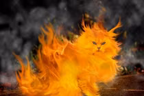 Sửng sốt trận đánh Mèo Lửa trong lịch sử Việt Nam