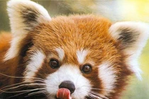 Giật mình sự thật ít người biết về loài gấu trúc đỏ