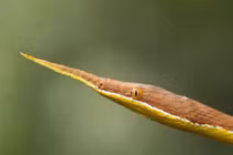 Loài rắn mũi dài độc lạ nhất thế giới