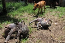 Cận cảnh loài chân khớp sinh sống trên cạn lớn nhất Trái Đất