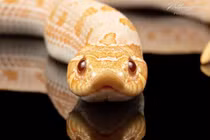 Ấn tượng loạt thiết kế công nghệ hiện đại lấy cảm hứng từ... rắn 