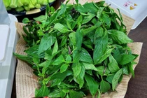 Loại rau gia vị còn là dược liệu quý, ngừa lão hóa, chống ung thư