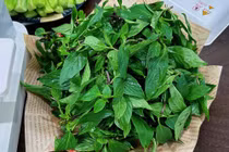 Loại rau gia vị còn là dược liệu quý, ngừa lão hóa, chống ung thư