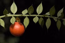 Loài cây siêu kỳ quái có quả mọc từ lá, cực nhiều công dụng