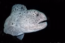 Tận mục loài vật được mệnh danh “chó sói” dưới lòng đại dương