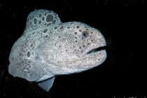 Tận mục loài vật được mệnh danh “chó sói” dưới lòng đại dương