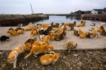 Sự thật cực thú vị về loài mèo không hẳn ai cũng biết 