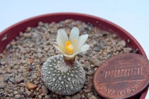 Tận mục loài xương rồng nhỏ nhất thế giới, xứng đáng "kỳ quan" thiên nhiên 