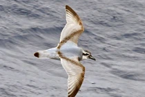 Các loài hải âu nổi tiếng nhất thế giới