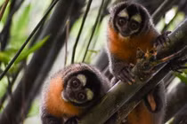Top loài khỉ kỳ lạ chỉ có ở châu Mỹ