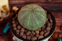 Cận cảnh loài cây cực hiếm, hình dạng như như quả bóng