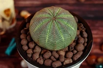 Cận cảnh loài cây cực hiếm, hình dạng như như quả bóng