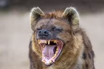 Giật mình sự thật về loài thú 'bẩn tính' nhất quả đất