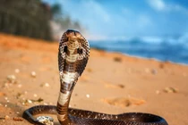 Độc đáo những món ăn từ rắn khắp thế giới, Việt Nam cũng góp