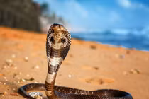 Độc đáo những món ăn từ rắn khắp thế giới, Việt Nam cũng góp