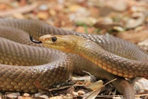 Cách nhận biết rắn độc và rắn không độc cực nhanh 