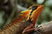 Thú vị loài thằn lằn Việt Nam mang tên người phụ nữ Nga