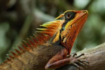 Thú vị loài thằn lằn Việt Nam mang tên người phụ nữ Nga