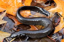 Bớt ngờ loài lươn "đến từ hành tinh khác", sở hữu 2 chân kỳ dị