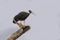 Tò mò loài chim quý biệt tích nhiều năm bất ngờ tái xuất ở Việt Nam