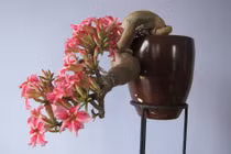 Loài cây may mắn, chiêu tài hút lộc, trồng nhiều ở đền chùa Việt Nam