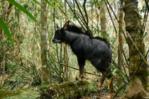 Tiết lộ bất ngờ về loài sơn dương quý hiếm của Việt Nam