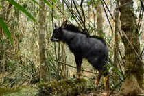 Tiết lộ bất ngờ về loài sơn dương quý hiếm của Việt Nam