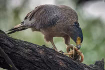 Diều hoa Miến Điện được giao nộp gấp ở Đà Nẵng, quý hiếm ra sao?