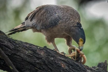 Diều hoa Miến Điện được giao nộp gấp ở Đà Nẵng, quý hiếm ra sao?