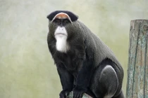 Top loài khỉ nổi tiếng nhất châu Phi