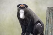 Top loài khỉ nổi tiếng nhất châu Phi