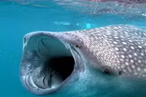 Tận mục loài cá khủng nhất thế giới