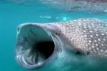 Tận mục loài cá khủng nhất thế giới