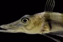 Độc nhất loài cá có máu màu trắng, sống nơi lạnh nhất Trái Đất