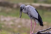 Hé lộ sự thật lý thú về cò nhạn vừa xuất hiện ở Quảng Trị 