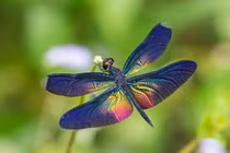 Top 20 loài chuồn chuồn đẹp và độc lạ ở Việt Nam