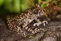 Tận mục loài cóc đặc hữu cực hiếm mới phát hiện ở Việt Nam