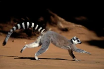 15 sự thật chấn động về loài vượn cáo Madagascar