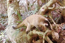 Cầy vòi mốc dính bẫy ảnh ở Nghệ An: Loài "quý như vàng"