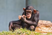 Choáng nặng về loài động vật giống con người đến 99%