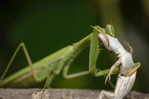 Sự thật khó tin về loài côn trùng săn mồi khét tiếng nhất