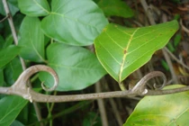 Chiêm ngưỡng 10 loài thực vật kỳ lạ nhất rừng Amazon