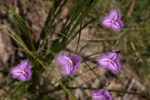 Kỳ thú các loài cây thuộc họ măng tây