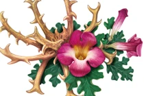 Kinh ngạc loài cây “móng của quỷ dữ”, bị cả thế giới săn lùng 