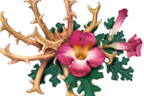 Kinh ngạc loài cây “móng của quỷ dữ”, bị cả thế giới săn lùng 