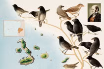 Vén màn sự thật những loài chim giúp Darwin xây dựng thuyết tiến hóa 