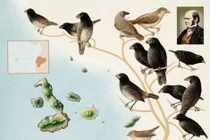 Vén màn sự thật những loài chim giúp Darwin xây dựng thuyết tiến hóa 