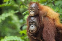 Sốc nặng về sinh vật giống con người 98% ở Đông Nam Á