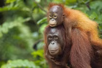 Sốc nặng về sinh vật giống con người 98% ở Đông Nam Á