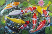 15 sự thật thú vị ít người biết về cá koi 